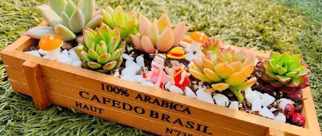 史丹利·郯城·城市之光  ▏手植春色,萌趣多肉DIY